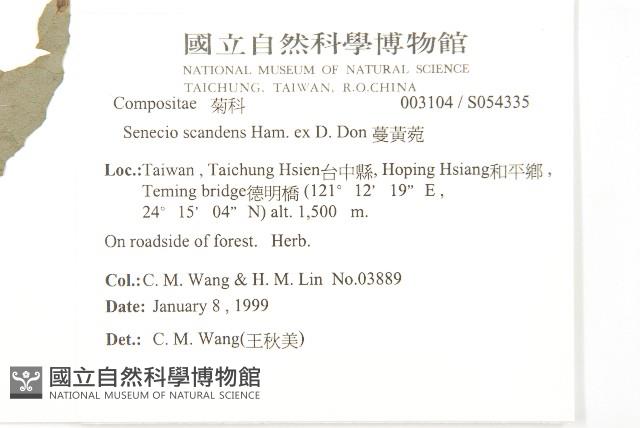 蔓黃菀藏品圖，第2張