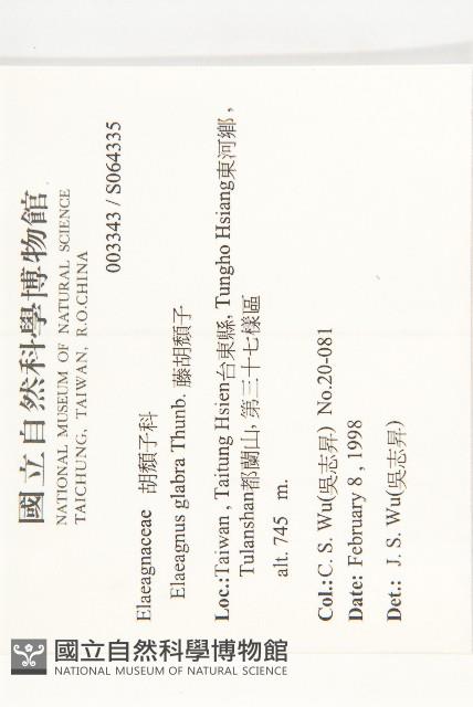 藤胡頹子藏品圖，第2張