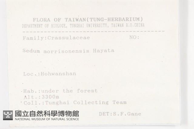 玉山佛甲草藏品圖，第2張