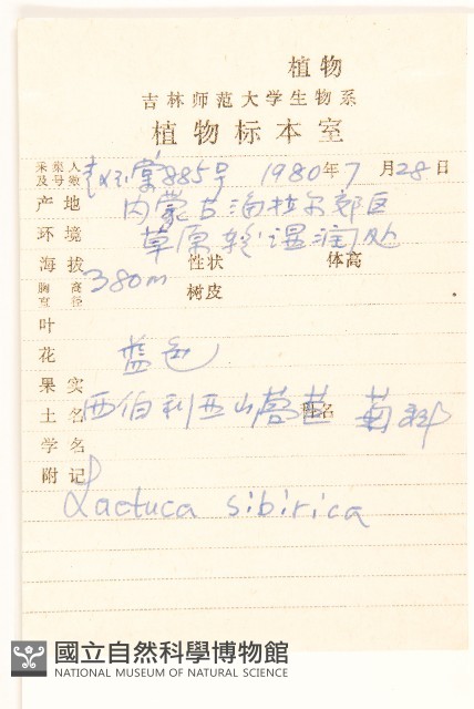 西伯利亞山萵苣藏品圖，第2張