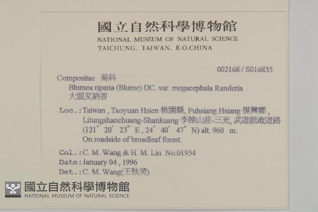 大頭艾納香藏品圖，第2張