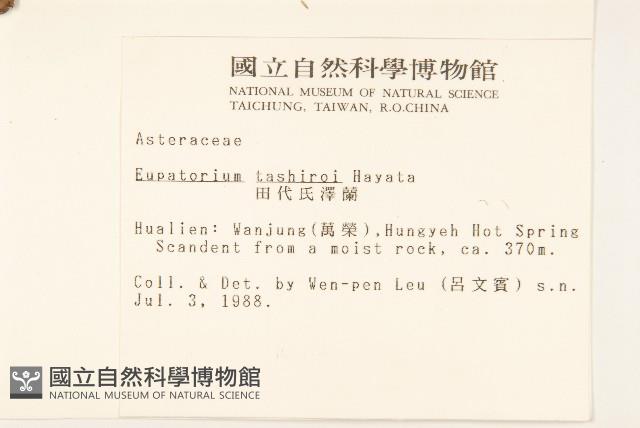 田代氏澤蘭藏品圖，第2張