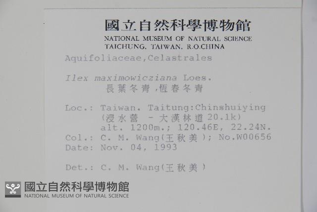 倒卵葉冬青、金平氏冬青藏品圖，第2張