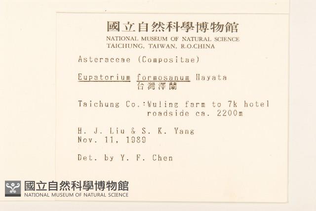 臺灣澤蘭藏品圖，第2張