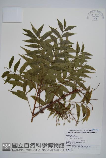 黃連木、爛心木藏品圖，第1張