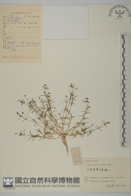 瓜槌草、漆姑草藏品圖，第1張