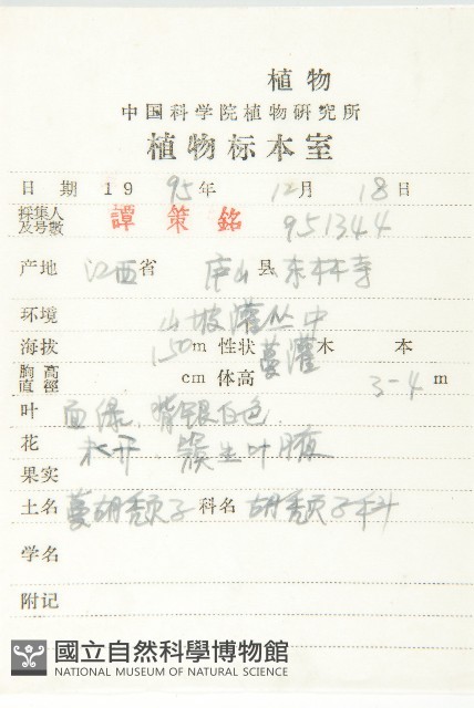 藤胡頹子藏品圖，第2張