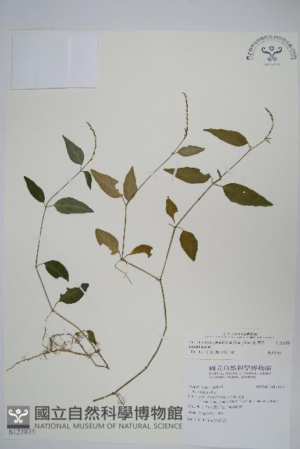 針刺草藏品圖，第1張