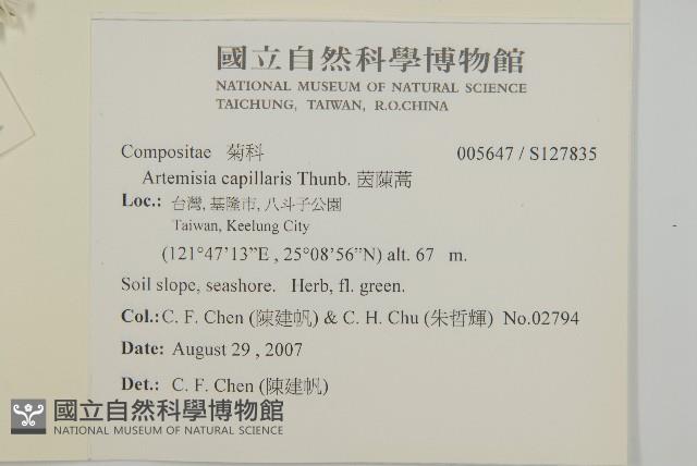 茵蔯蒿藏品圖，第2張