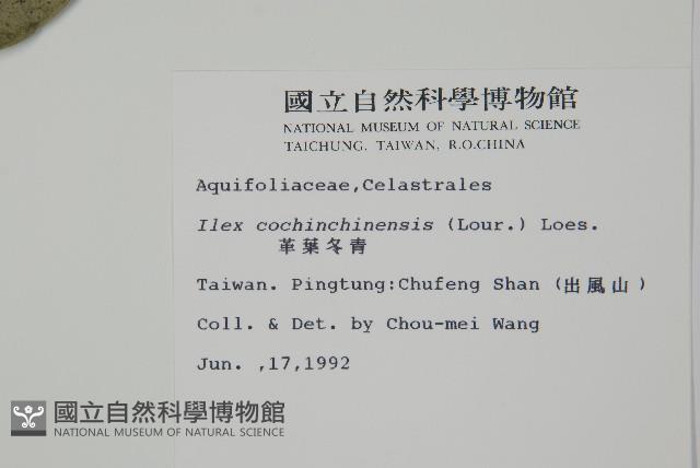 革葉冬青藏品圖，第2張