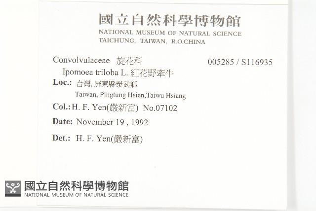 紅花野牽牛藏品圖，第2張