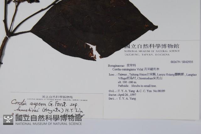 金平氏破布子藏品圖，第2張