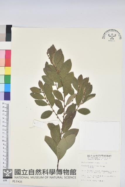 土密樹藏品圖，第1張