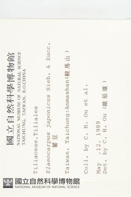 薯豆藏品圖，第2張