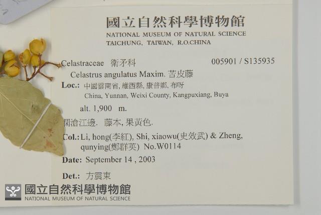 苦皮藤藏品圖，第2張