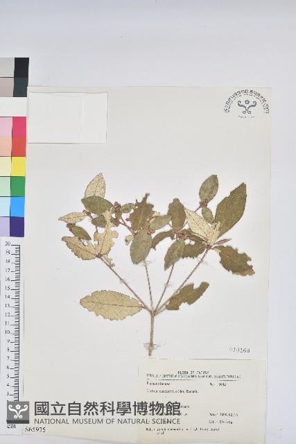 裡白巴豆藏品圖，第1張