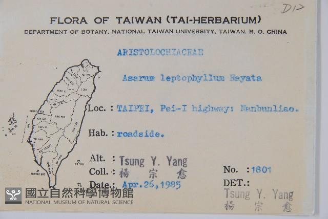 薄葉細辛藏品圖，第2張