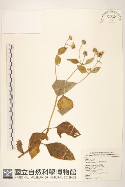 雙花蟛蜞菊藏品圖，第1張