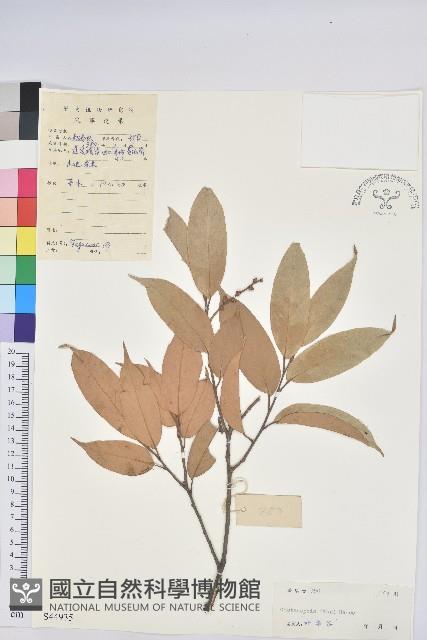 星刺栲、羅浮錐藏品圖，第1張