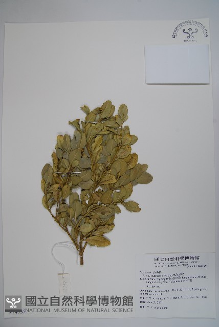 琉球黃楊藏品圖，第4張