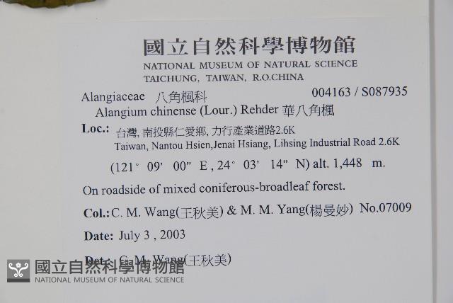 華八角楓藏品圖，第2張