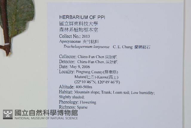 蘭嶼絡石藏品圖，第2張