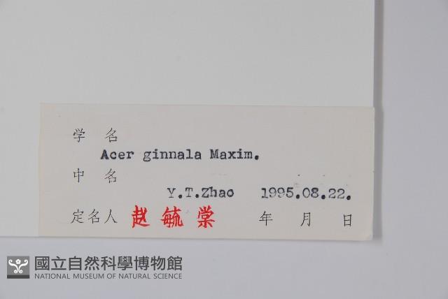 華北茶條槭藏品圖，第2張