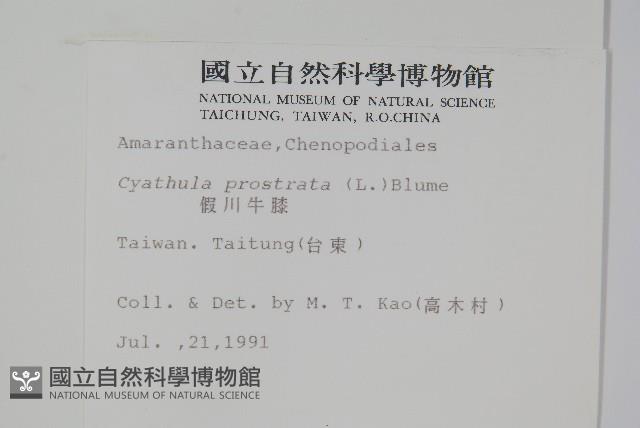 假川牛膝藏品圖，第2張