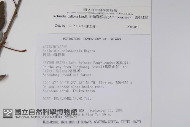 硬齒獼猴桃藏品圖，第2張