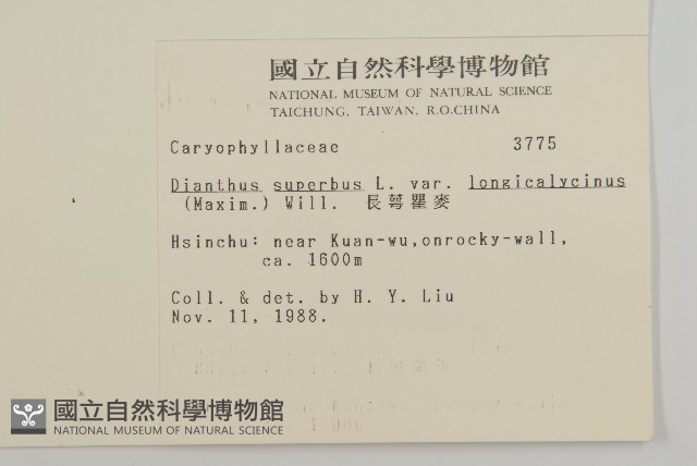 長萼瞿麥藏品圖，第2張