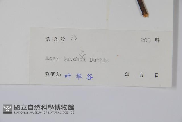 嶺南槭藏品圖，第2張