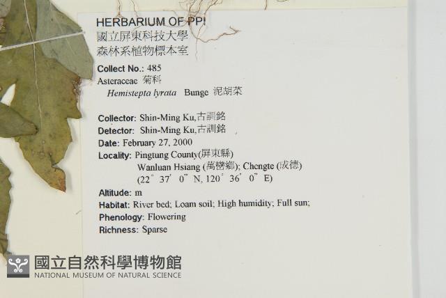 泥胡菜藏品圖，第2張