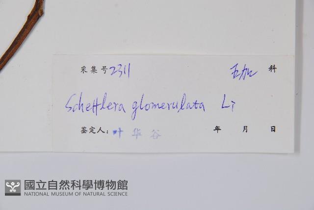 球序鵝掌柴藏品圖，第2張