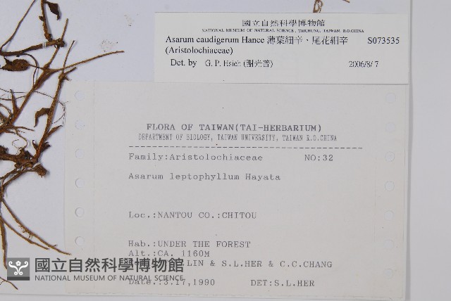 薄葉細辛、尾花細辛藏品圖，第2張