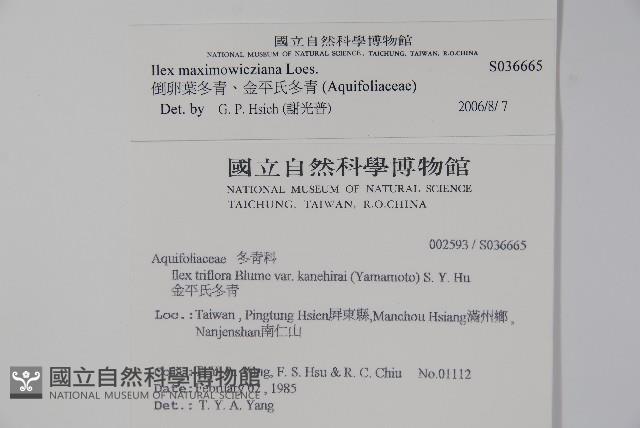 倒卵葉冬青、金平氏冬青藏品圖，第2張