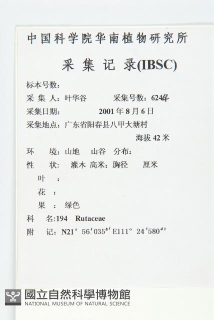 顯脈杜英藏品圖，第2張