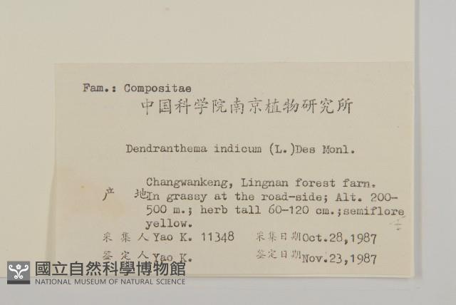 油菊、野菊藏品圖，第2張