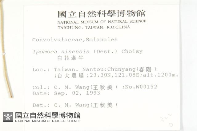 白花牽牛藏品圖，第2張