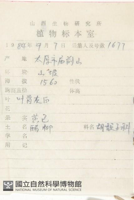 醋柳藏品圖，第2張