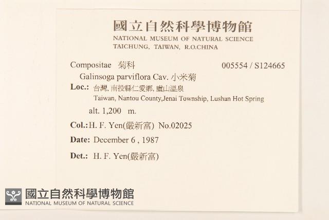 小米菊藏品圖，第2張