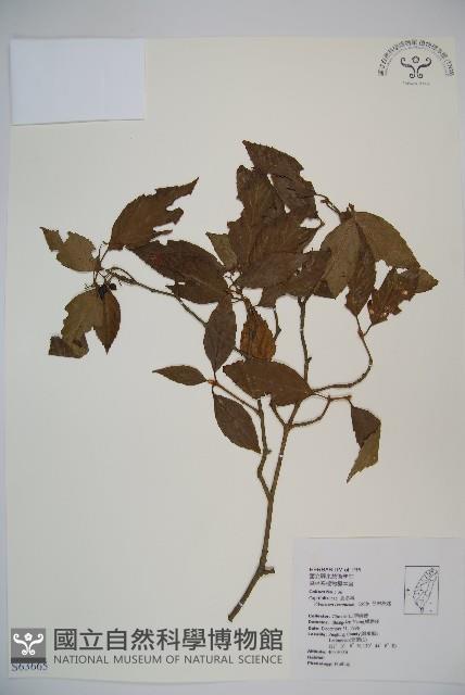 呂宋莢迷藏品圖，第1張