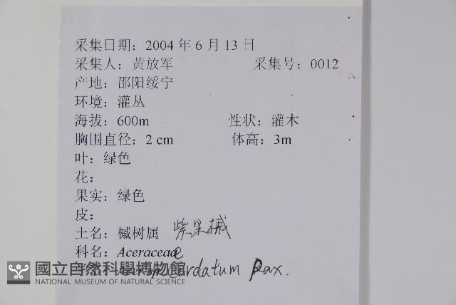 紫槭藏品圖，第2張