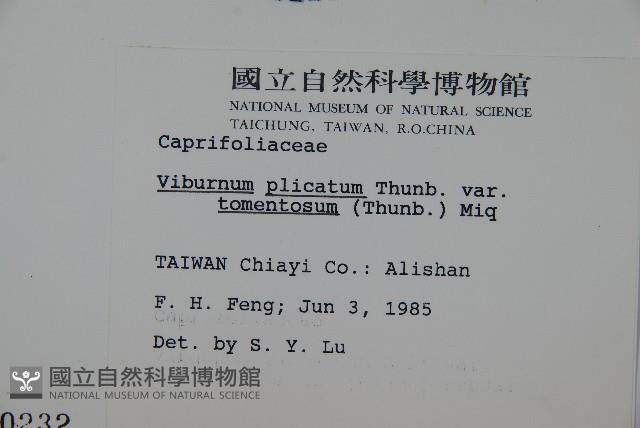 蝴蝶莢迷藏品圖，第2張