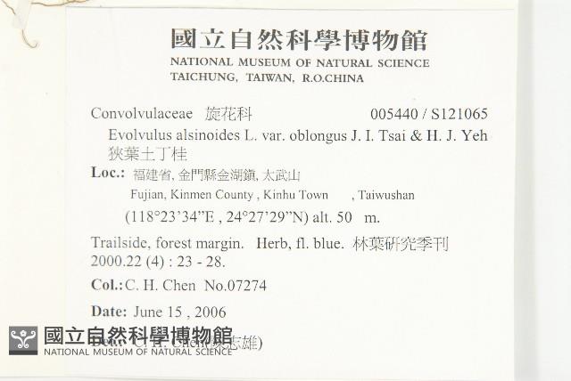 狹葉土丁桂藏品圖，第2張