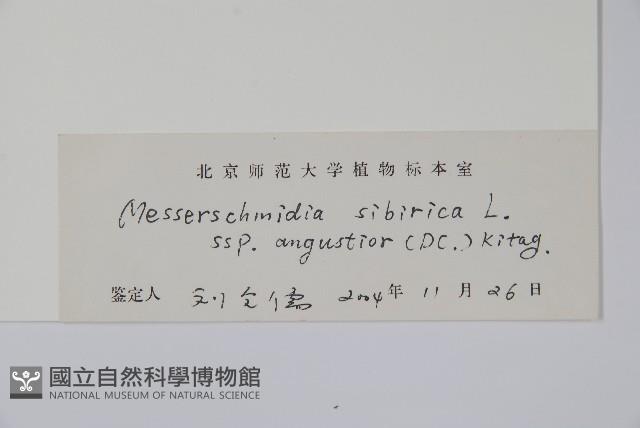 砂引草藏品圖，第2張