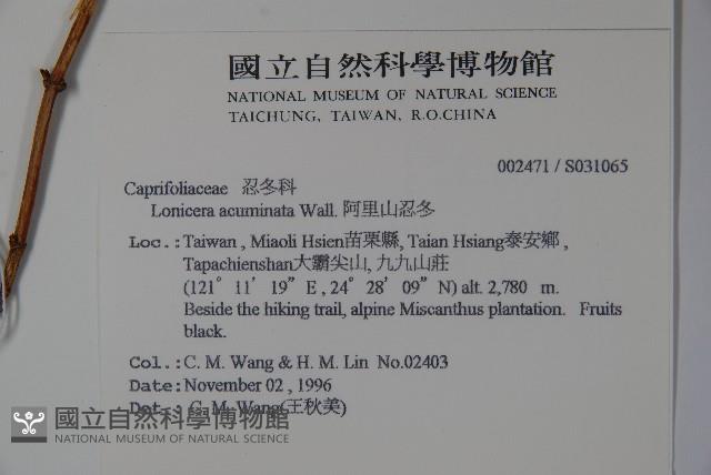 阿里山忍冬、漸尖葉忍冬藏品圖，第2張