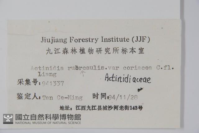 革葉獼猴桃藏品圖，第2張