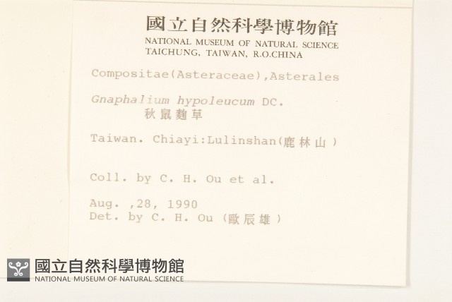 秋鼠麴草藏品圖，第2張