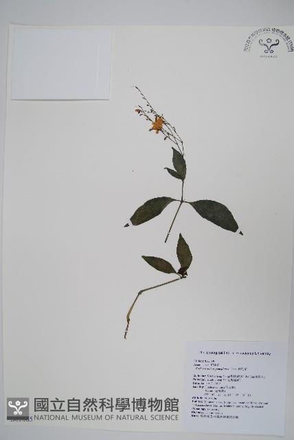 針刺草藏品圖，第1張