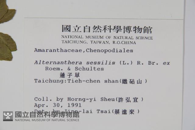 蓮子草藏品圖，第2張